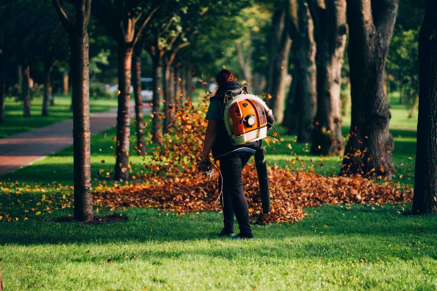 Best Tree Stump Removal  in USA